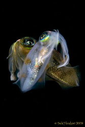 "Mirage" Night Dive Squid No cropping :o) by Debi Henshaw 